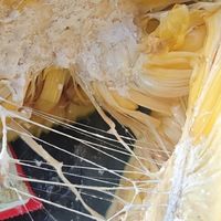 10多斤的菠萝蜜只要19元https://3.cn/2-hbPXTT 