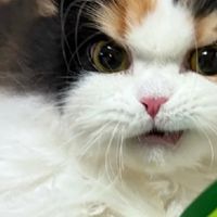 麦富迪猫粮怎么样？猫粮推荐买哪些？便宜又好的猫粮真实分享