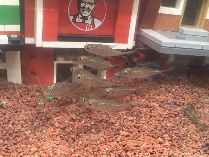 其他装饰