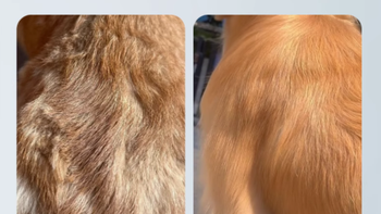 邂逅清新，宠享丝滑——JUSTPET皆宠旗舰店宠物专用香水50ml系列