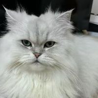 麦富迪猫粮怎么样？高性价比无谷物的猫粮牌子推荐