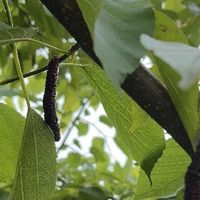 春日里的琥珀果：桑葚的酸甜絮语