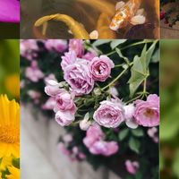 小米15Pro，vivox100Pro，OPPOx6拍照效果图比