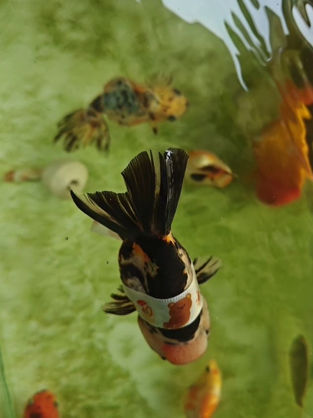 你说养鱼就像放风筝…