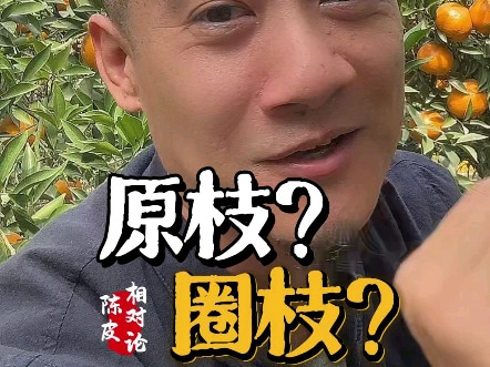 原枝 圈枝 驳枝 这三者的区别是什么，你了解吗？#新会陈皮 #大正老皮荟 #乡村振兴