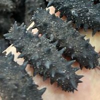 人工海参和野生海参的区别，你真的了解吗？