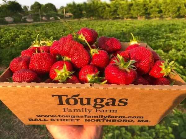🍓Tougas农场草莓季准备开启啦！