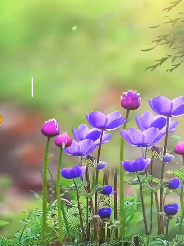 静美东方珠，深植佳人慕