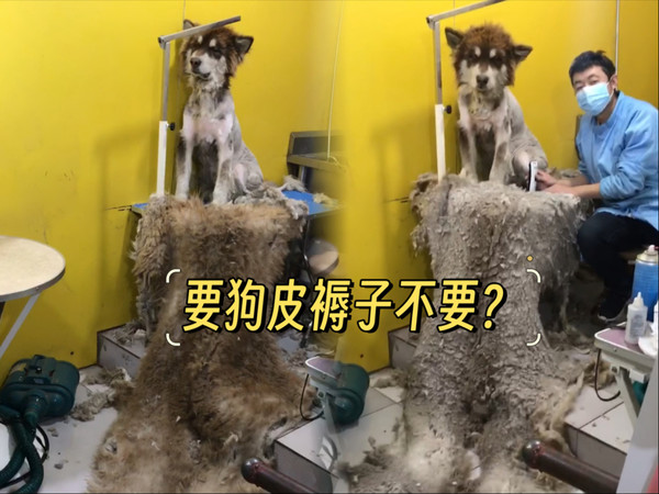 永远忘不了的阿拉斯加，倩哥加班干了个活，亏损4000块