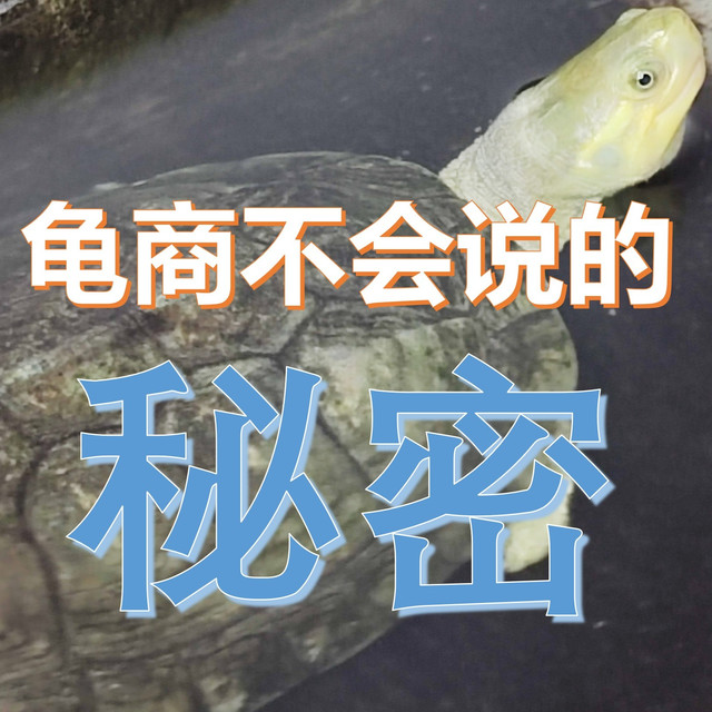 龟界老司机私藏手册，给龟龟一个舒适的家，轻松活过60年！