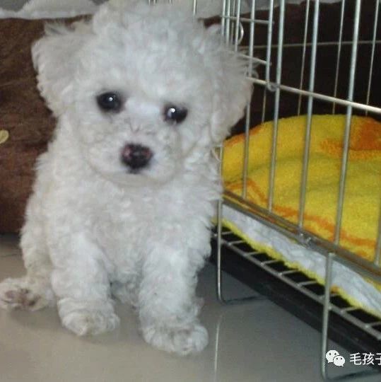 亲述解决“狗狗泪痕”的经历，别再走弯路了