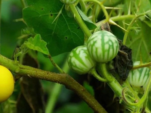 全身长满刺，果实像西瓜，人称两面针、牙痛果，是牙痛克星