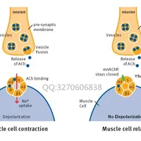 抗皱救星——二肽二氨基丁酰苄基酰胺二乙酸盐（类蛇毒三肽）/AKE