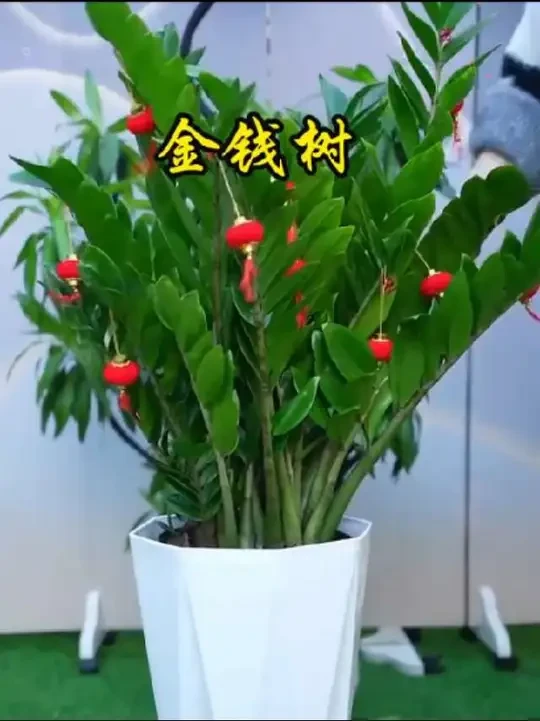 #养花小知识 #花开富贵好运来 #适合室内摆放的花卉盆栽推荐