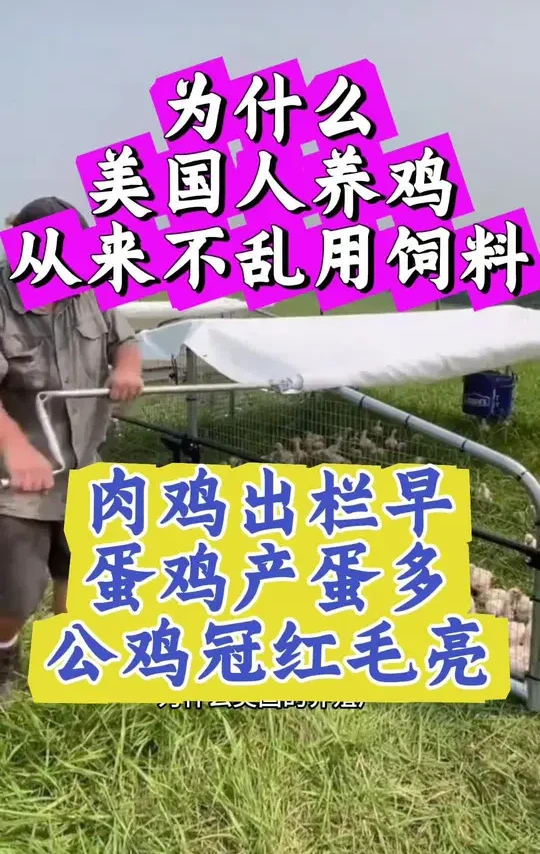 养鸡不用乱七八糟的肥料#养鸡 #养殖技术 #养鸡小妙招 #养鸡人