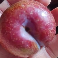 钱排三华李的味觉盛宴