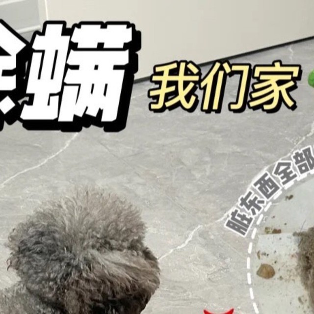 除螨仪：养宠家庭的清洁利器