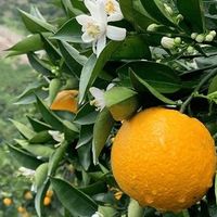 🌟 颠覆认知！夏天居然有新鲜橙子？还是树上熟的！