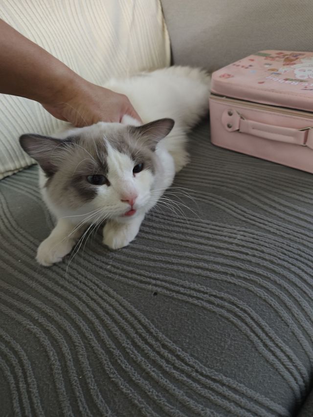小猫乱拉乱尿怎么办？怎么能去除尿骚味？