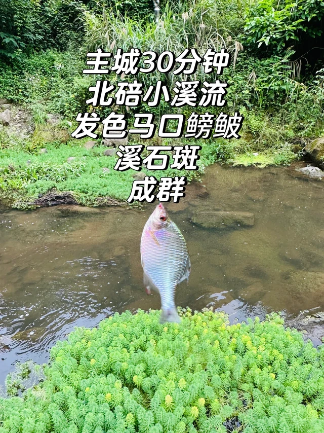 这个夏天的野生溪石斑，你解锁了吗🐟