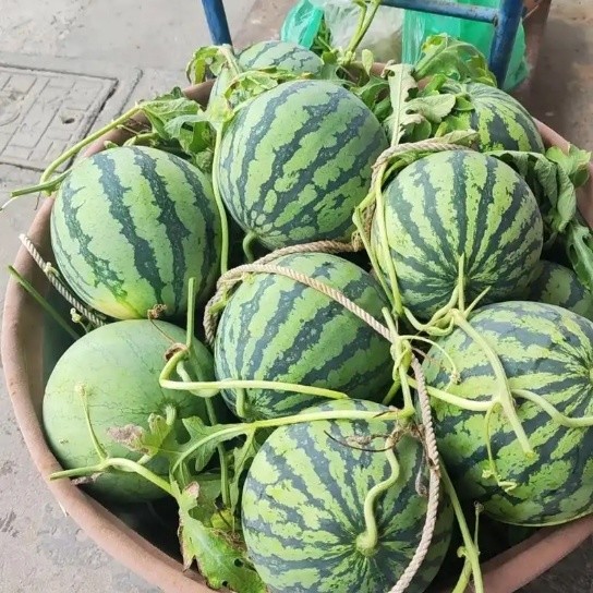 为啥现在和以前买西瓜🍉的感觉不同了