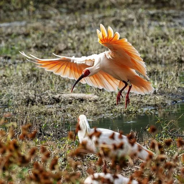 【观鸟活动】【自然探索】【五一假期】5月1-5日陕西洋县观鸟活动