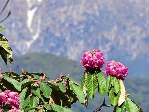 4.3-4.6丨探秘高黎贡，高山赏杜鹃