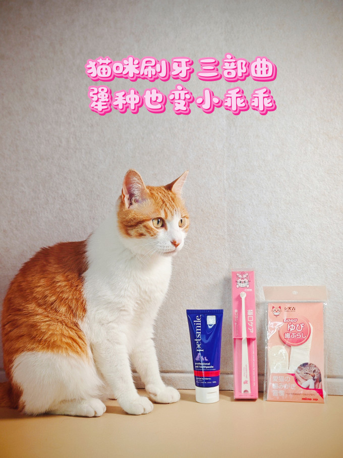 宠物用品