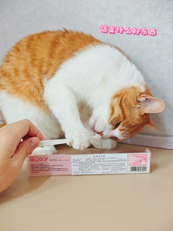 宠物用品