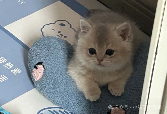 这种“毒瘤”猫罐头简直是在害猫！铲屎官赶紧检查有没有中招