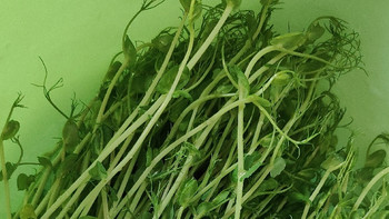 发豆芽菜简易教程，在家轻松培育