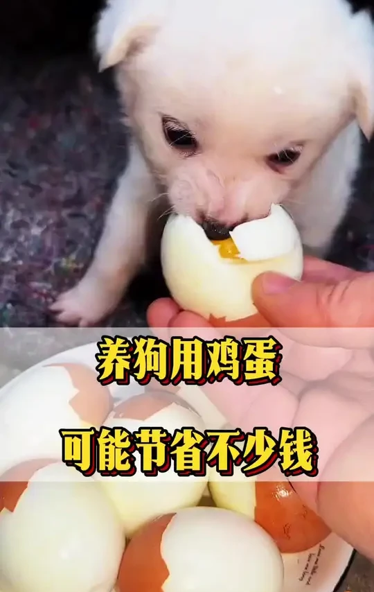 养狗用鸡蛋，一年节省大几万 #狗狗#猫咪#狗狗的心思都写在脸上了 #新手养狗#养狗的乐趣