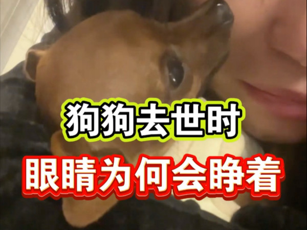 狗狗去世时，眼睛为什么会睁着