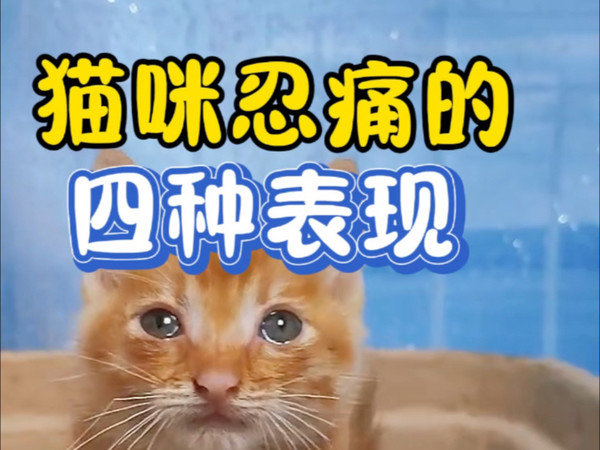 猫咪忍痛的四种表现一定要知道