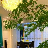 客厅见树，十有九富！7种“镇宅树”，大气又吉祥，个顶个的美~