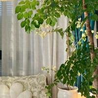 湖北一女子分享“客厅养的树”走红，超有范，网友：你太会挑了~