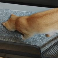 618这些猫砂不囤就亏大了