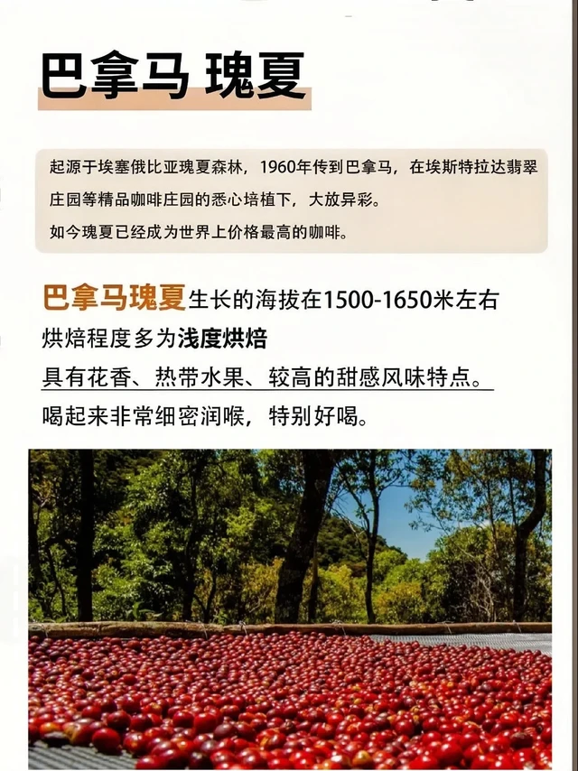 瑰夏，这一辈子一定要喝一杯的咖啡！