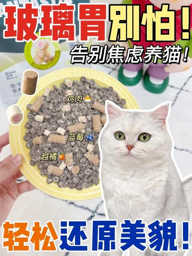 玻璃胃猫咪看这！猫粮六边形战士帮你到这了