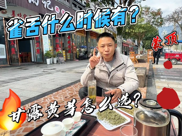 2025雀舌新茶什么时候有？甘露和黄芽怎么选？