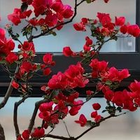 浙江一阿姨，把懒花三角梅“中国红”养出美感，网友：想养了！