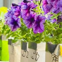 四川一姑娘，因“奶茶袋子养花、种菜”火了，网友：该花花该省省