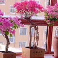 女子晒85岁爷爷的“三角梅阳台”，美炸了，网友：红眼病都犯了~