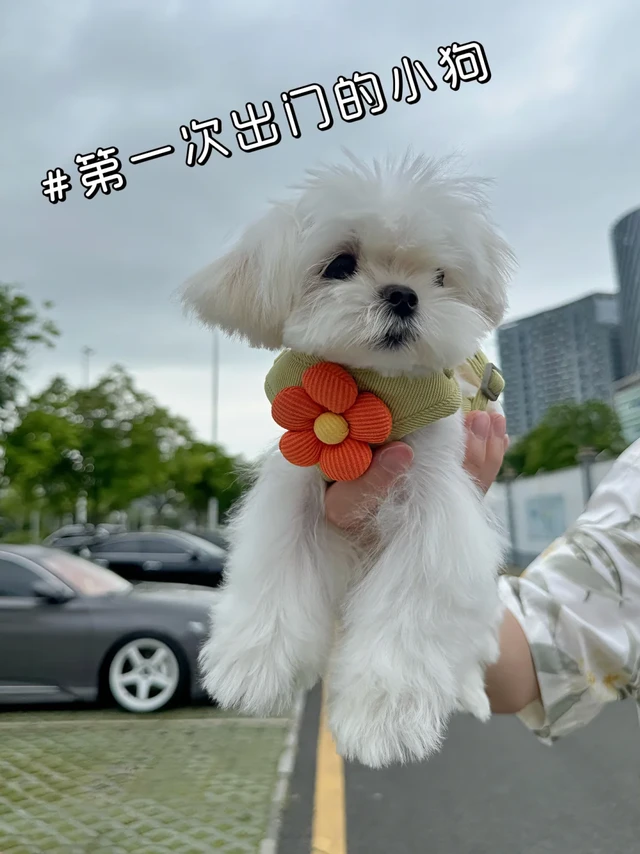 🐩新手养狗一周小结🥳