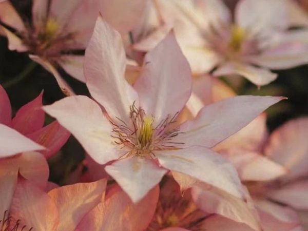 当之无愧的阳台爆花女王！花开如瀑，灼灼其华～