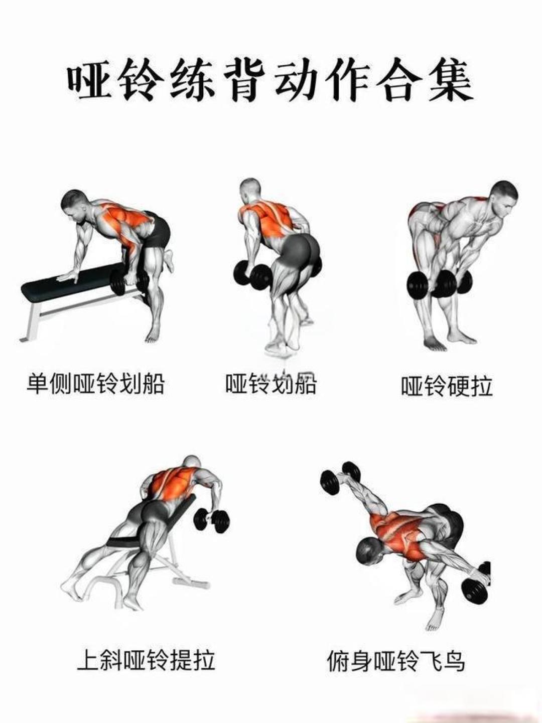 居家哑铃系统训练：30天打造完美身材全攻略