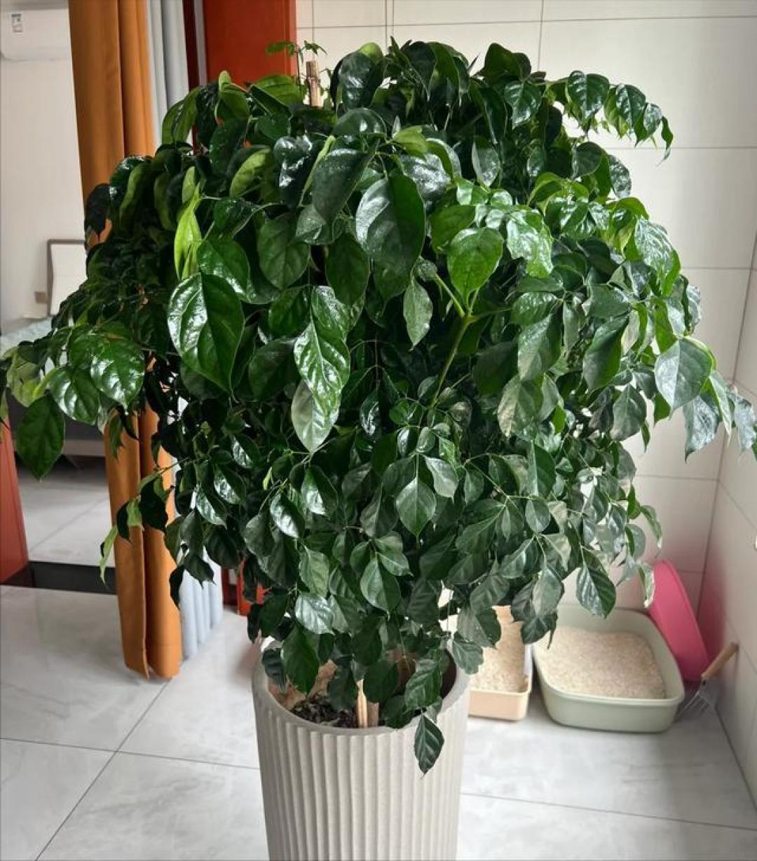 客厅养树三巨头：招财纳福寓意佳，懒人养护零难度的绿植清单