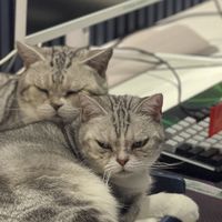 那些陪我“铲屎”的日子，这5样养宠好物真的是我的“续命神器”