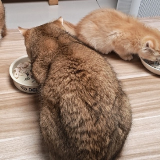618猫咪营养与保健囤货大作战！囤就是赚！