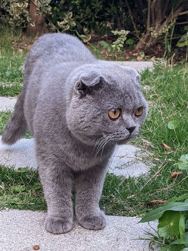 折耳蓝猫也开始流浪了